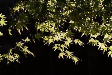 _MG_7119.JPG