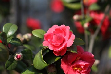 _MG_7124.JPG