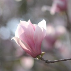 _MG_7126.JPG