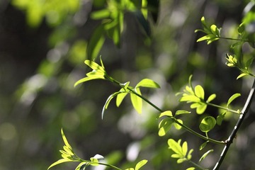 _MG_7104.JPG