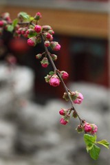 花枝