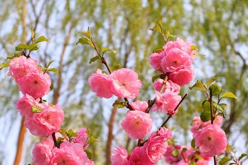和谐的桃花