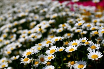 雏菊