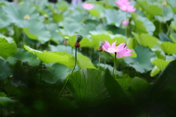 _MG_7701.JPG