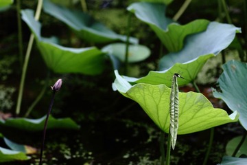 _MG_7736.JPG