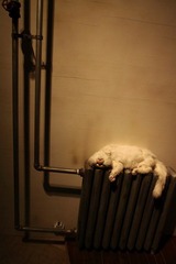 场景：猫的死去