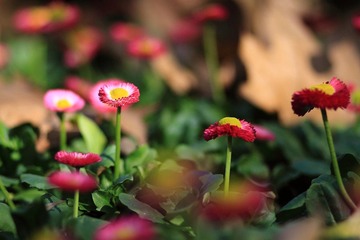 秋 小花