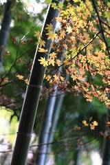 秋竹