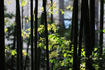 竹林
