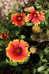太阳花