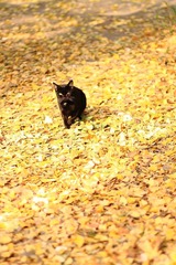 猫猫是神物..
