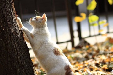 猫猫是神物..