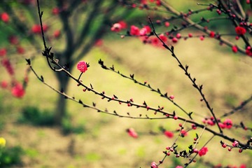 独站枝头