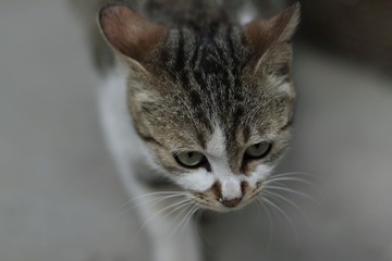 村里的猫