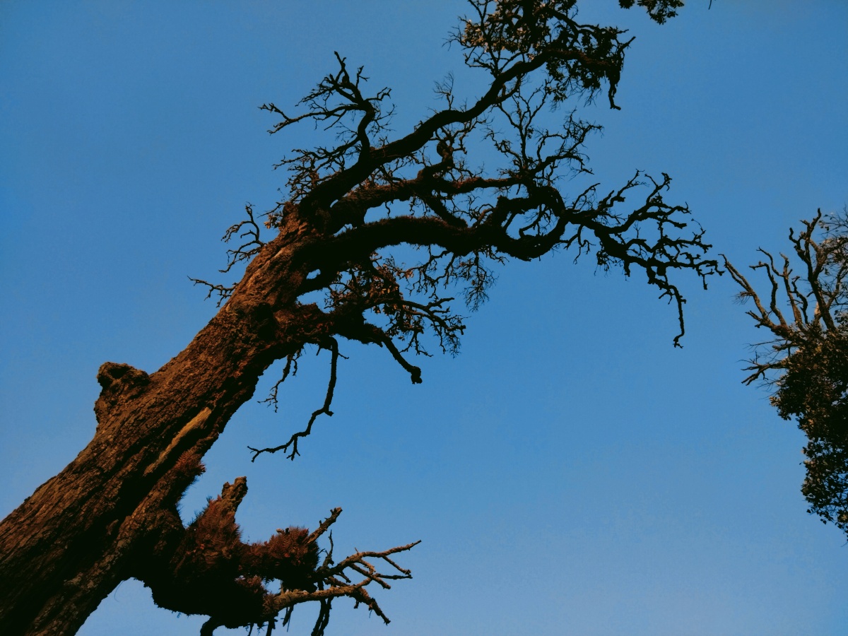 枝干虬曲苍劲黑黑地缠满了岁月的皱纹光看这枝干好像早已枯死但在这里