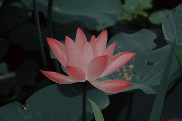 1504796D-08D8-4D4D-9B38-C23A9135E1E6/L0/001