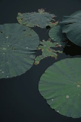 6EEC0073-17F6-4A24-BAF0-76388EF91792/L0/001