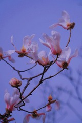 912D3E66-7C79-487E-B3BB-37498E6DC76F/L0/001