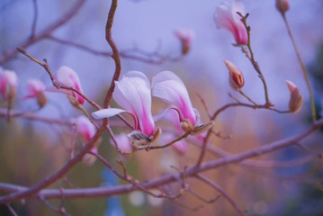 C83069F8-03E8-475F-BD84-07E2ED3D0571/L0/001
