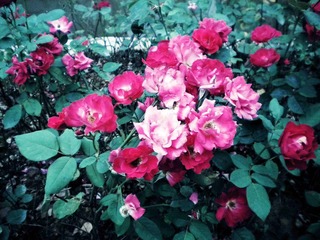 DSCN5084