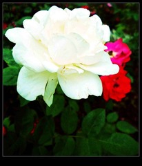 DSCN5086