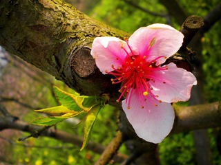 DSCN1226