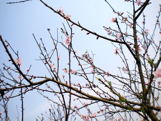 DSCN1229