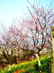 DSCN1239