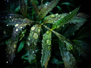 DSCN1509