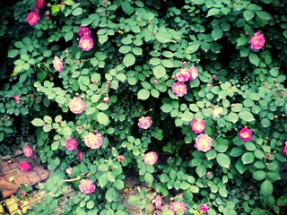 DSCN1657