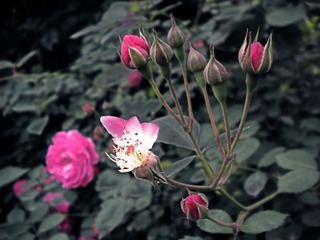 DSCN1658