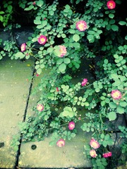 DSCN1659