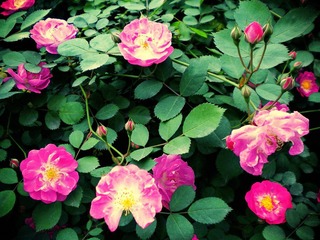 DSCN1660