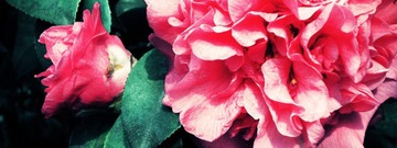DSCN4395