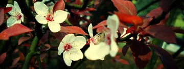 DSCN4406