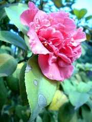DSCN4411