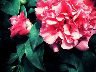DSCN4395