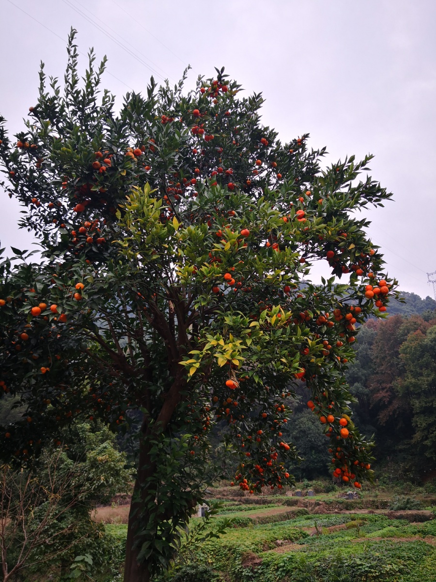 我的家乡橘子树每年都会结满树的橘子