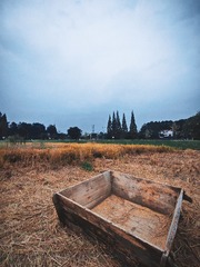 1000029067
