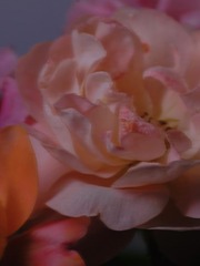 C0C8C180-A49A-4DE4-BC37-A16310B70D68/L0/001