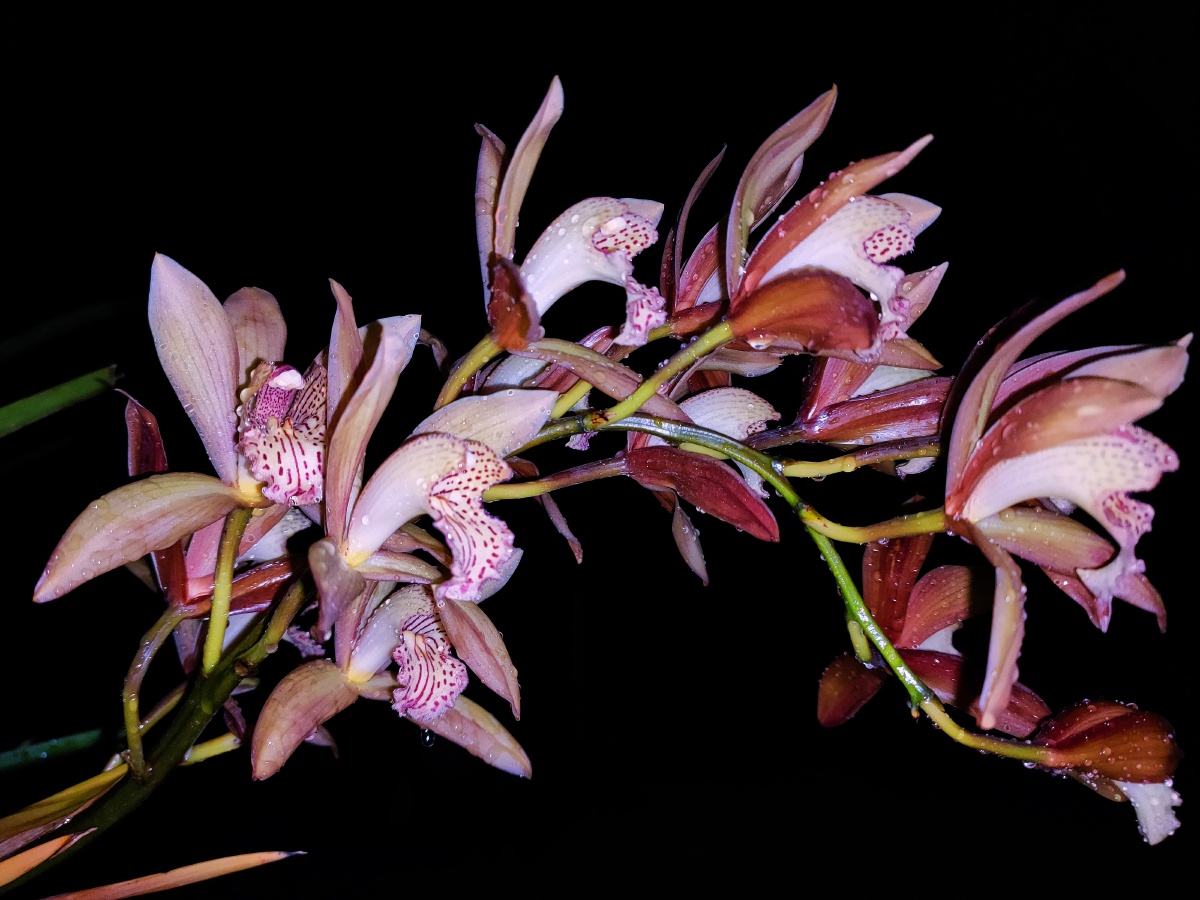 雨后的夜里绽放的一支兰花.