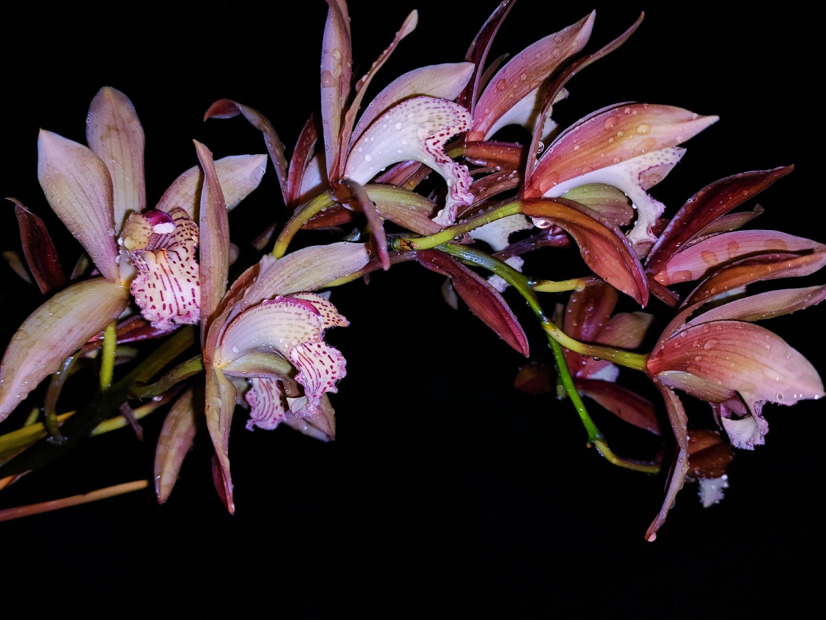 雨后的夜里绽放的一支兰花.