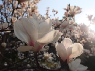 A73028B9-955E-4F56-83C5-6EB3987E9473/L0/001