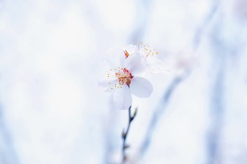 598085
