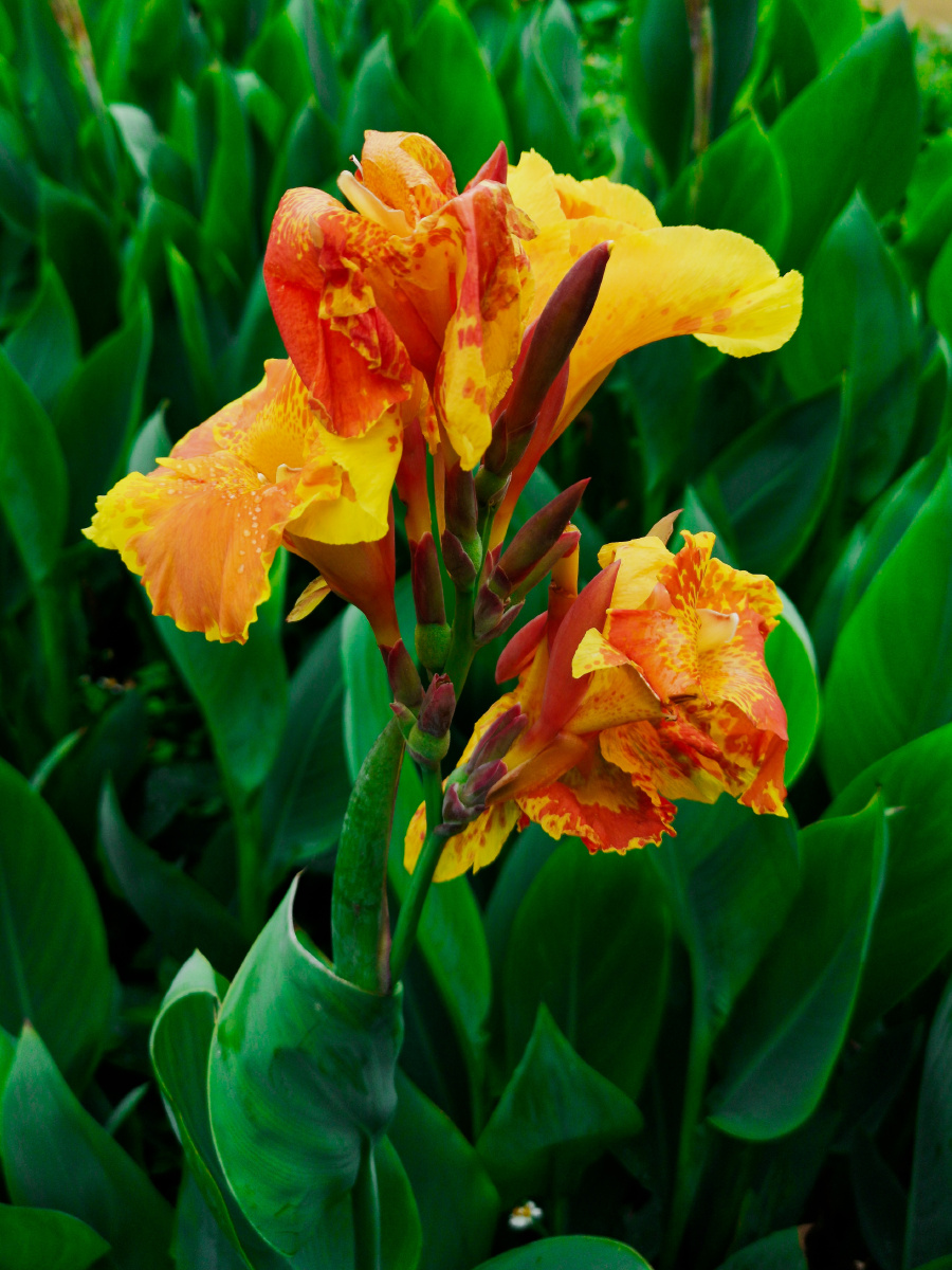 竹排冲的兰花美人蕉