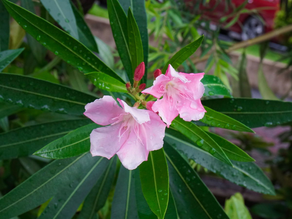 雨后的花生机勃勃