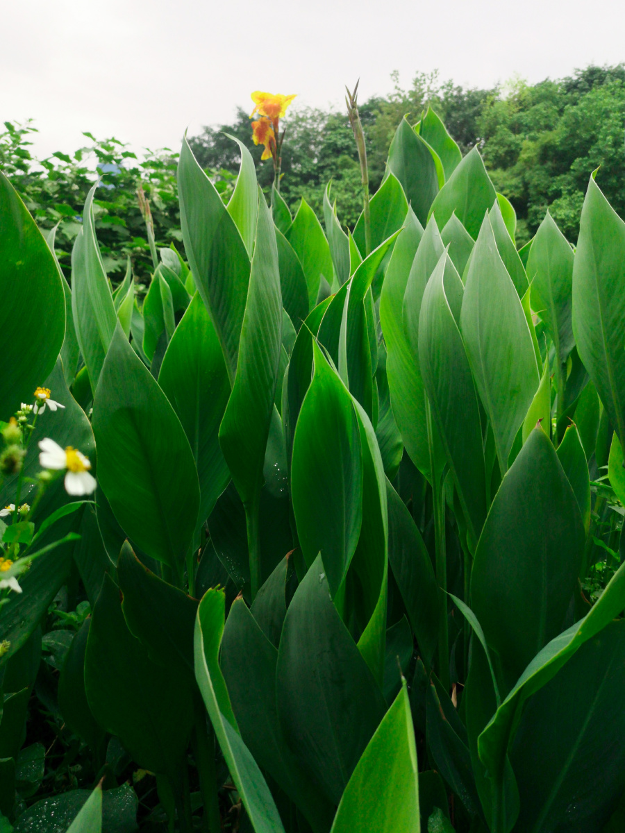 竹排冲的兰花美人蕉