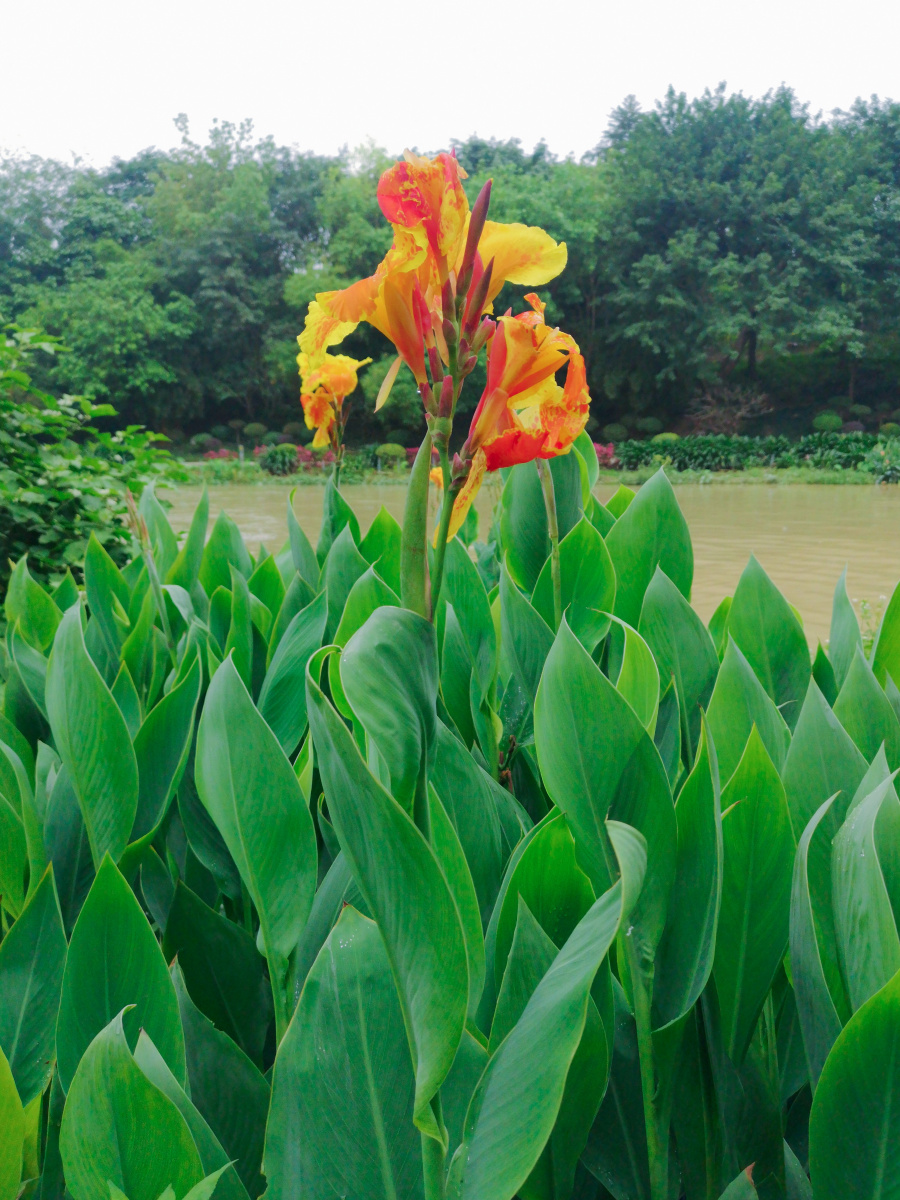 竹排冲的兰花美人蕉