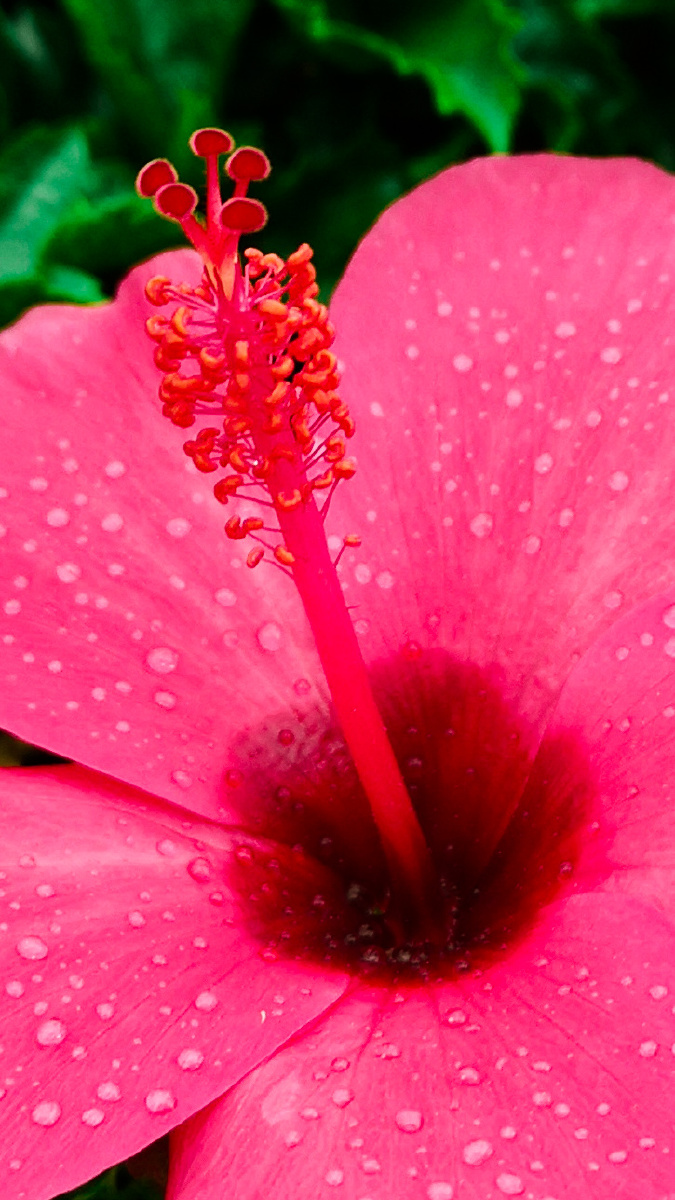 上班路边红色的朱槿花