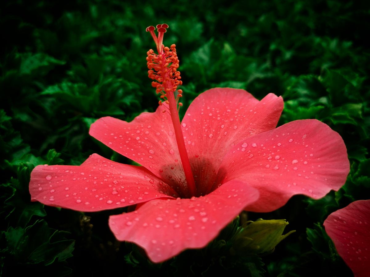 上班路边红色的朱槿花